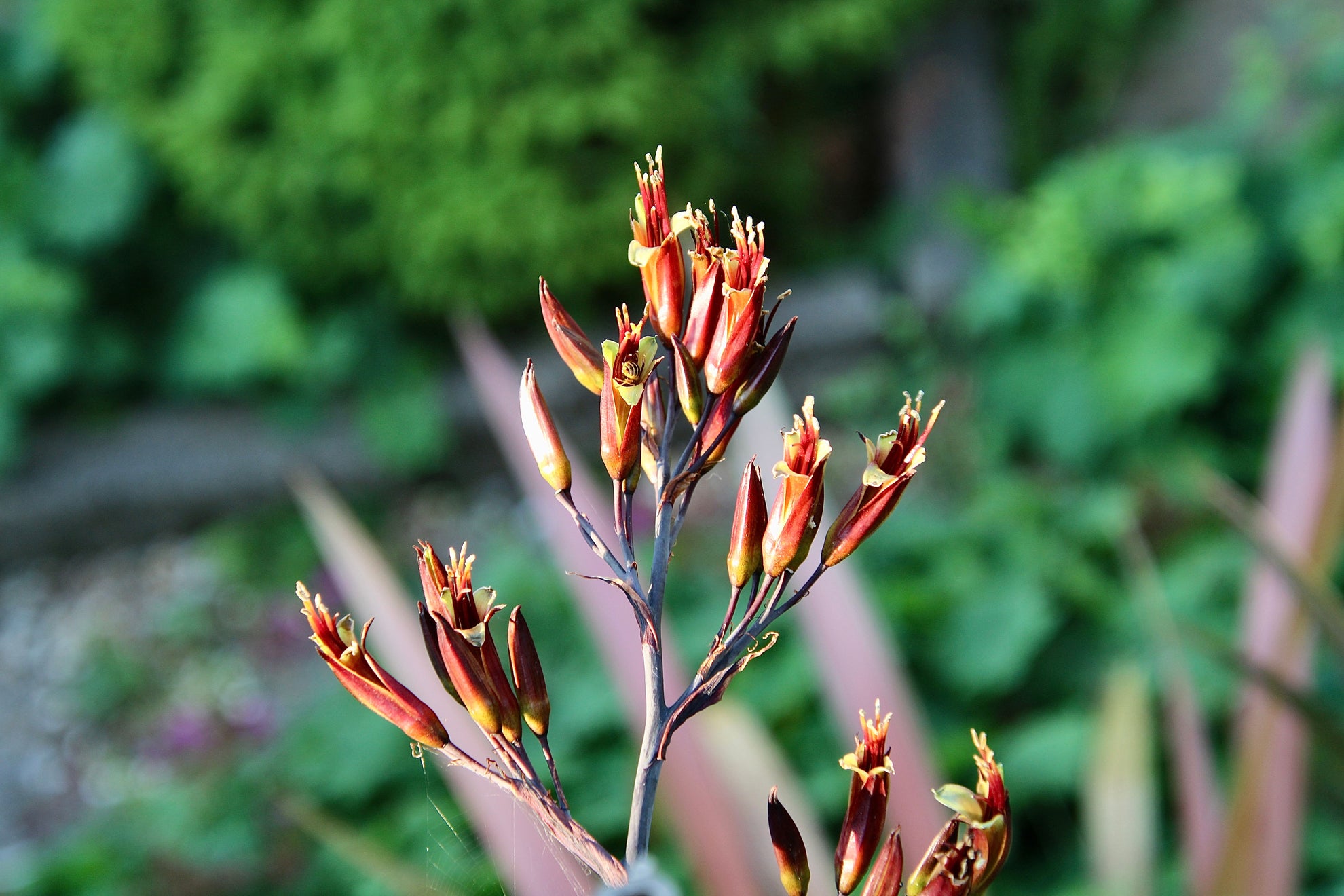 Harakeke New Zealand flax used in Wildheke body wash and dishwash liquid formulations