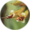 Harakeke New Zealand flax used in Wildheke plant-based care formulations