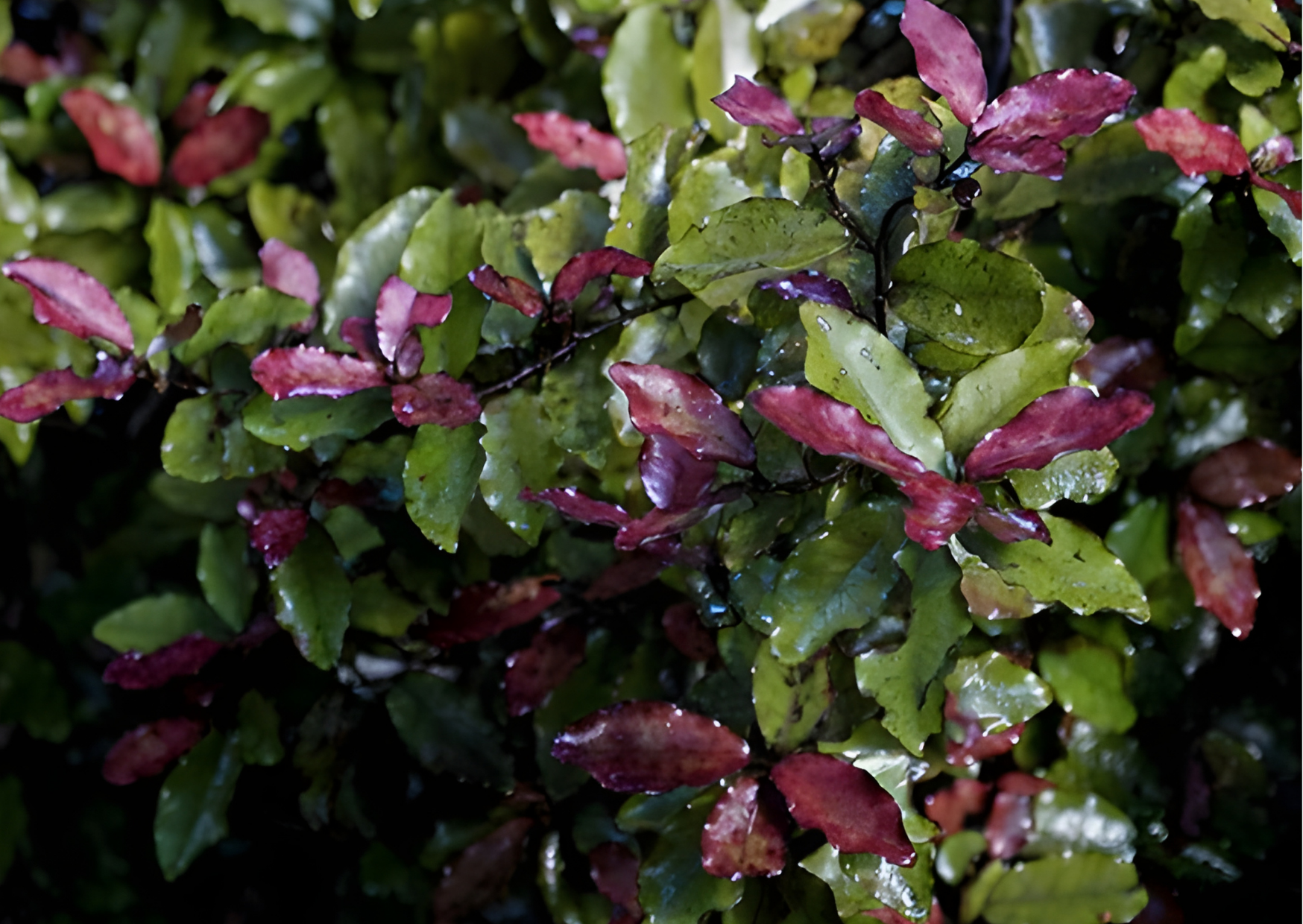 Horopito native New Zealand botanical used in Wildheke laundry liquid and cleansing formulations
