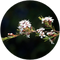 Kanuka native New Zealand botanical used in Wildheke hand and body care