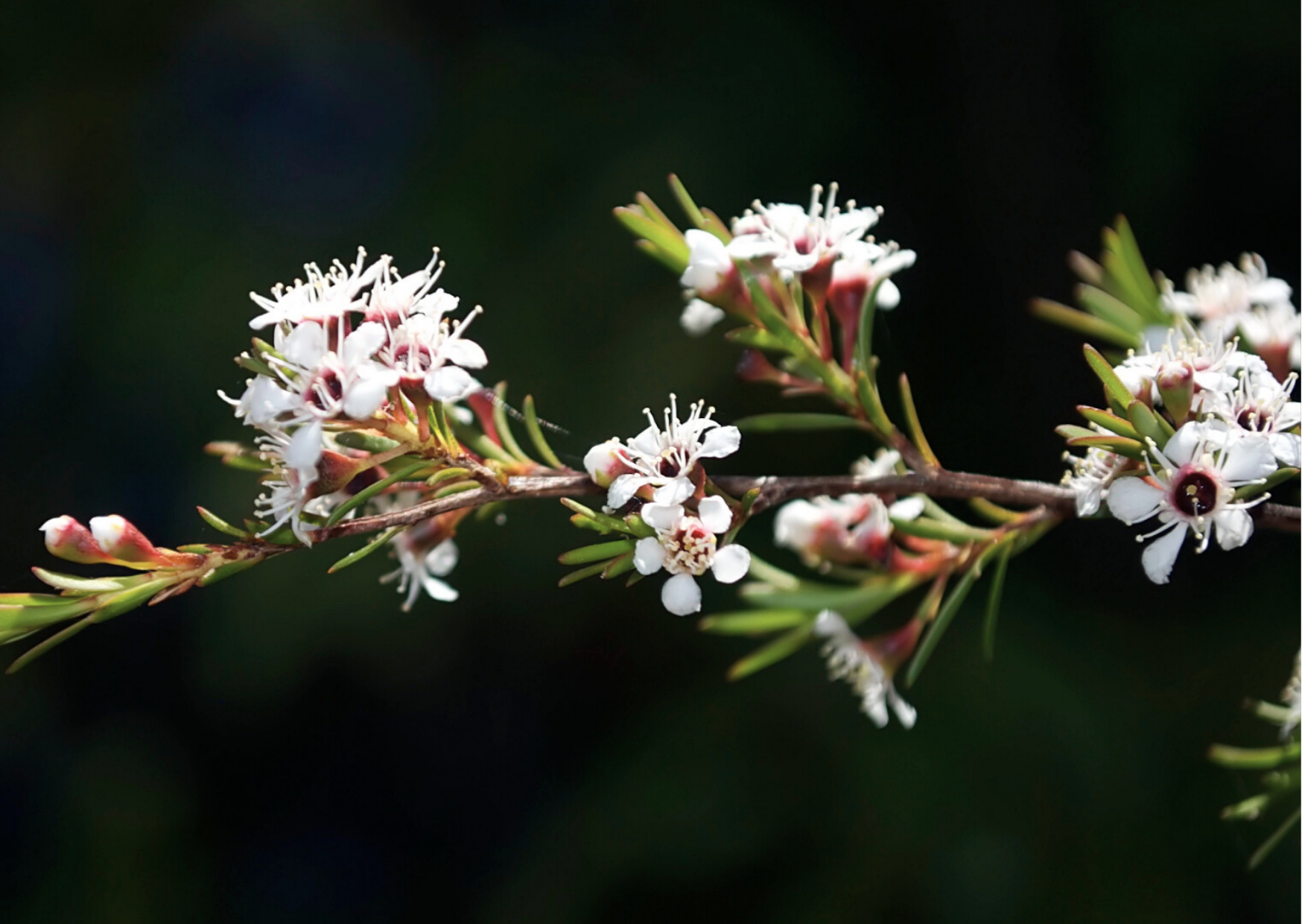 Kanuka native New Zealand tree used in Wildheke hand wash and cleansing formulations