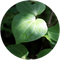 Kawakawa native New Zealand botanical used in Wildheke formulations