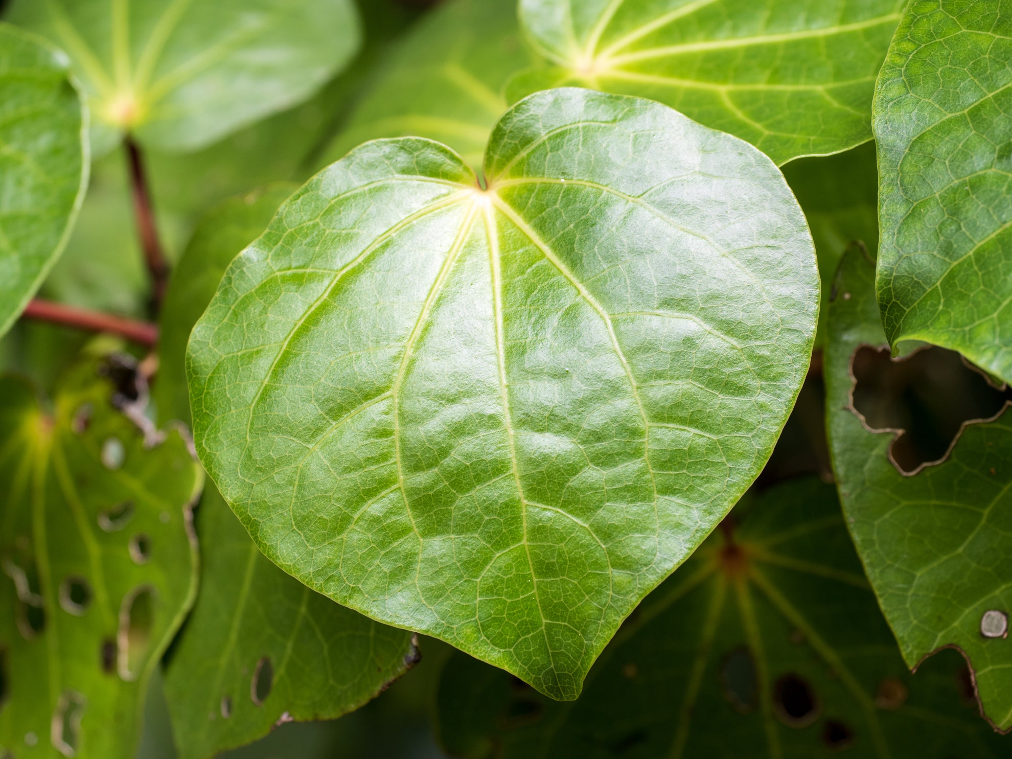 Kawakawa native New Zealand botanical used in Wildheke plant-based formulations