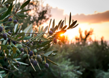 Wildheke native botanicals from Aotearoa selected for gentle plant-based care