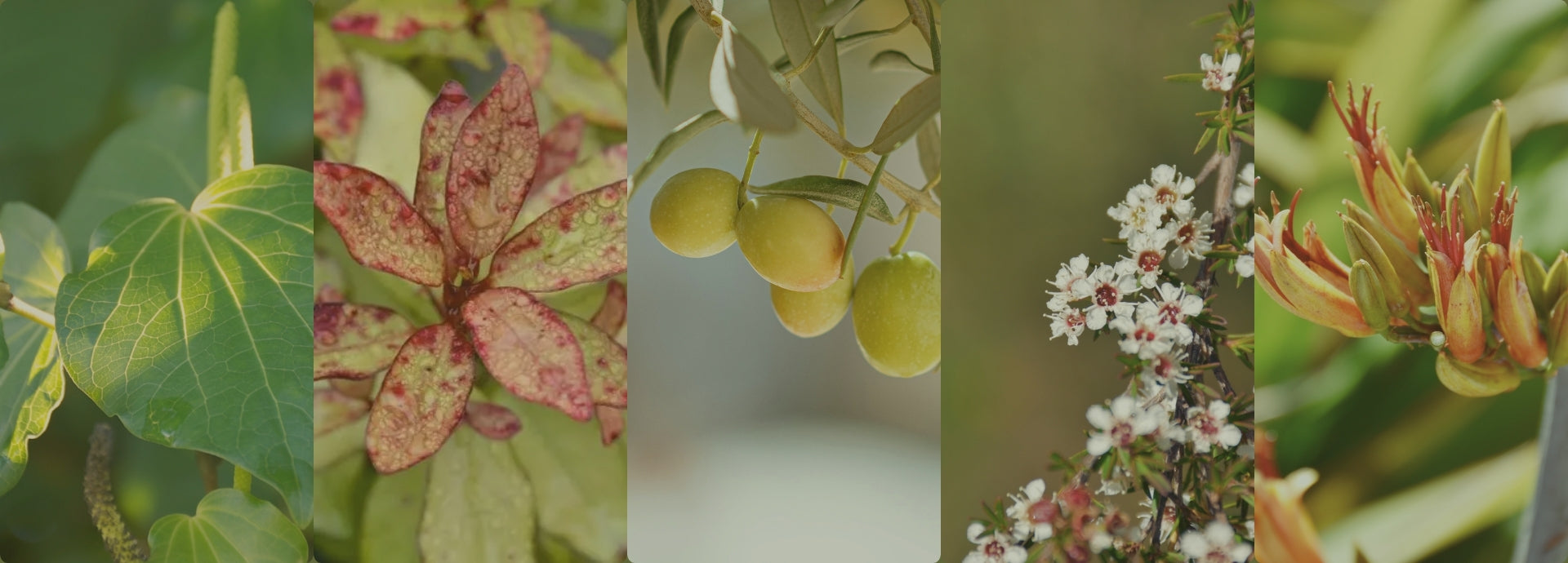 Wildheke native ingredients page featuring New Zealand botanicals used in plant-based body and home care