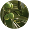 Olive botanical extract used in Wildheke body wash and body lotion for skin nourishment
